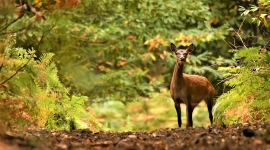 Initiation à la photographie animalière à Chantilly 