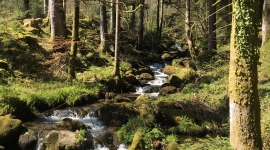 Forêt communale de Stosswihr © E. Hans