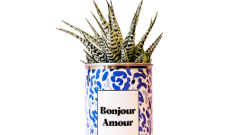 4MURS_plante bonjour amour