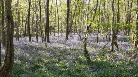 Une forêt du Ruban Vert - crédit Claire Tutenuit